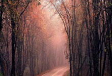 球员在比赛中尽展技艺，赢得掌声与心声